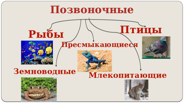 Позвоночные Птицы Рыбы Пресмыкающиеся Земноводные Млекопитающие 