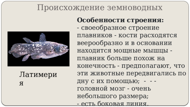 Происхождение земноводных Особенности строения:  - своеобразное строение плавников - кости расходятся веерообразно и в основании находится мощные мышцы - плавник больше похож на конечность - предполагают, что эти животные передвигались по дну с их помощью; - - - головной мозг - очень небольшого размера;  - есть боковая линия. Латимерия  