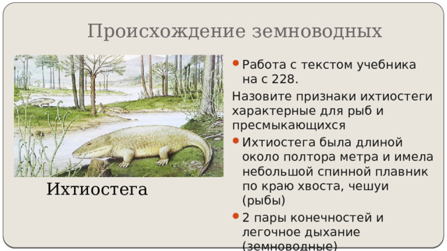 Происхождение земноводных Работа с текстом учебника на с 228. Назовите признаки ихтиостеги характерные для рыб и пресмыкающихся Ихтиостега была длиной около полтора метра и имела небольшой спинной плавник по краю хвоста, чешуи (рыбы) 2 пары конечностей и легочное дыхание (земноводные) Ихтиостега 