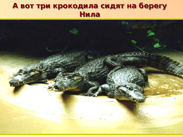 А вот три крокодила сидят на берегу Нила п 