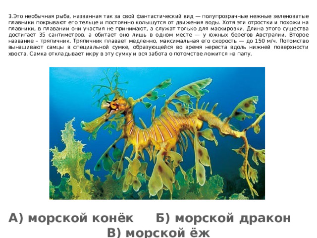 3.Это необычная рыба, названная так за свой фантастический вид — полупрозрачные нежные зеленоватые плавники покрывают его тельце и постоянно колышутся от движения воды. Хотя эти отростки и похожи на плавники, в плавании они участия не принимают, а служат только для маскировки. Длина этого существа достигает 35 сантиметров, а обитает оно лишь в одном месте — у южных берегов Австралии. Второе название – тряпичник. Тряпичник плавает медленно, максимальная его скорость — до 150 м/ч. Потомство вынашивают самцы в специальной сумке, образующейся во время нереста вдоль нижней поверхности хвоста. Самка откладывает икру в эту сумку и вся забота о потомстве ложится на папу. А) морской конёк Б) морской дракон В) морской ёж 