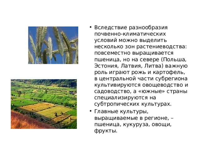 Вследствие разнообразия почвенно-климатических условий можно выделить несколько зон растениеводства: повсеместно выращивается пшеница, но на севере (Польша, Эстония, Латвия, Литва) важную роль играют рожь и картофель, в центральной части субрегиона культивируются овощеводство и садоводство, а «южные» страны специализируются на субтропических культурах. Главные культуры, выращиваемые в регионе, – пшеница, кукуруза, овощи, фрукты. 