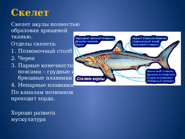 Скелет Скелет акулы полностью образован хрящевой тканью. Отделы скелета: Позвоночный столб Череп Парные конечности с поясами – грудные и брюшные плавники Непарные плавники По каналам позвонков проходит хорда. Хорошо развита мускулатура 
