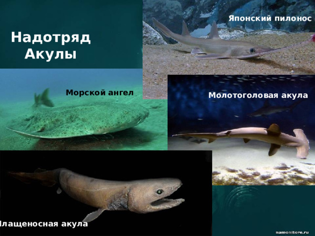 Японский пилонос  Надотряд Акулы Морской ангел   Молотоголовая акула Плащеносная акула   