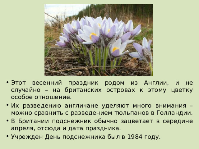 Этот весенний праздник родом из Англии, и не случайно – на британских островах к этому цветку особое отношение. Их разведению англичане уделяют много внимания – можно сравнить с разведением тюльпанов в Голландии. В Британии подснежник обычно зацветает в середине апреля, отсюда и дата праздника. Учрежден День подснежника был в 1984 году. 