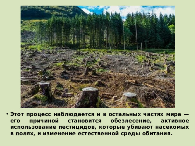 Этот процесс наблюдается и в остальных частях мира — его причиной становится обезлесение, активное использование пестицидов, которые убивают насекомых в полях, и изменение естественной среды обитания.  