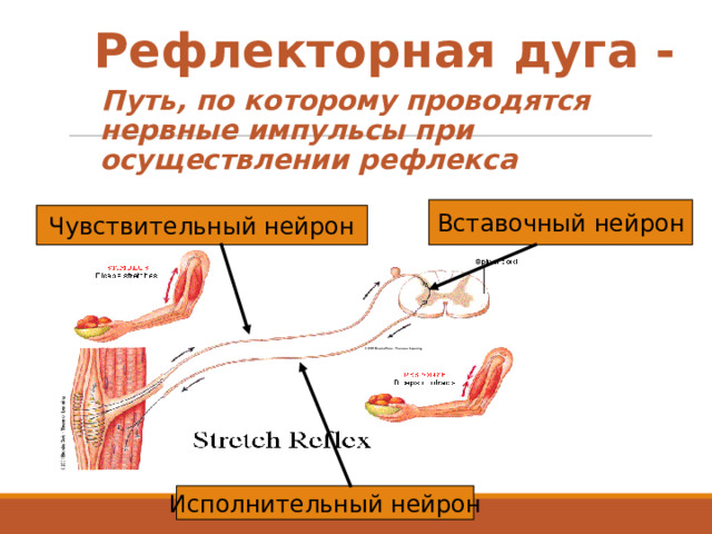 Рефлекторная дуга -  Путь, по которому проводятся нервные импульсы при осуществлении рефлекса Вставочный нейрон Чувствительный нейрон Исполнительный нейрон 