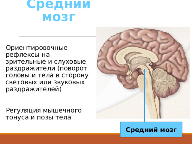 Средний мозг Ориентировочные рефлексы на зрительные и слуховые раздражители (поворот головы и тела в сторону световых или звуковых раздражителей) Регуляция мышечного тонуса и позы тела Средний мозг 