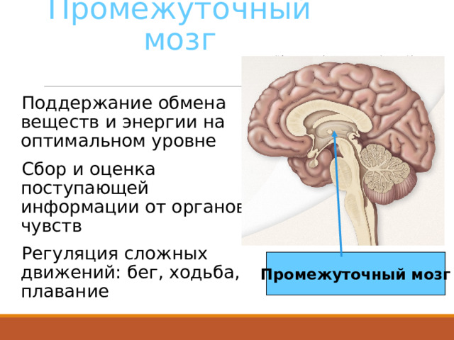 Промежуточный мозг Поддержание обмена веществ и энергии на оптимальном уровне Сбор и оценка поступающей информации от органов чувств Регуляция сложных движений: бег, ходьба, плавание Промежуточный мозг 