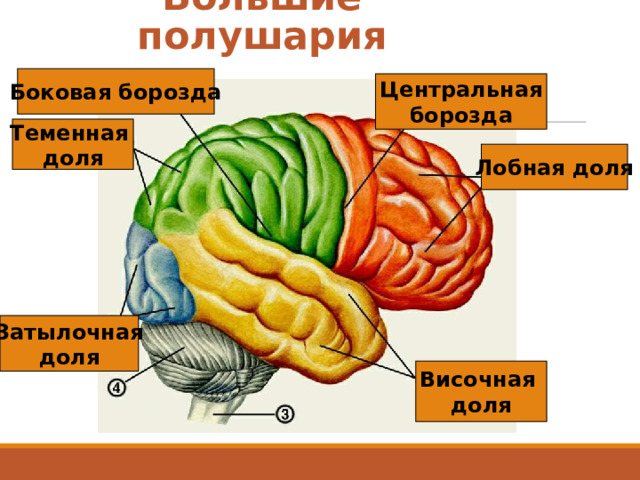 Большие полушария Боковая борозда Центральная борозда Теменная доля Лобная доля Затылочная доля Височная доля 