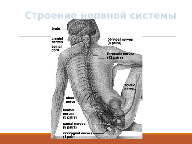 Строение нервной системы 