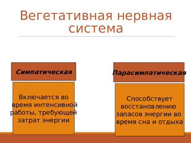 Вегетативная нервная система Симпатическая Парасимпатическая Включается во  время интенсивной работы, требующей затрат энергии Способствует восстановлению запасов энергии во время сна и отдыха 