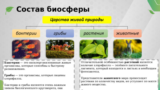 Состав биосферы Отличительной особенностью растений является наличие хлорофилла — зелёного питательного пигмента, который находится в листьях и необходим фотосинтеза. Представители животного мира превосходят растения по количеству видов, но уступают по массе живого вещества. Самым многочисленным классом животных являются насекомые Бактерии — это низкоорганизованные живые организмы, которые способны к быстрому размножению. Грибы — это организмы, которые лишены хлорофилла. Бактерии и грибы являются очень важным звеном биологического круговорота, они разлагают органическое вещество до простейших минеральных элементов. 