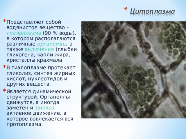 Представляет собой водянистое вещество – гиалоплазма  (90 % воды), в котором располагаются различные органоиды ,  а также включения (глыбки гликогена, капли жира, кристаллы крахмала.  В гиалоплазме протекает гликолиз, синтез жирных кислот, нуклеотидов и других веществ. Является динамической структурой. Органеллы движутся, а иногда заметен и циклоз – активное движение, в которое вовлекается вся протоплазма. 