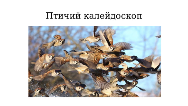 Птичий калейдоскоп 