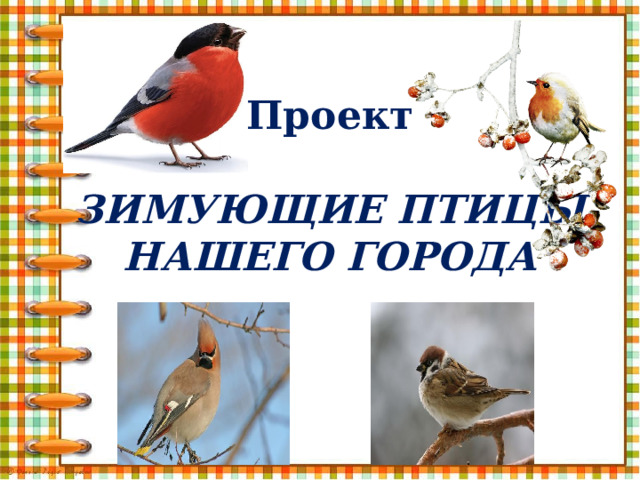 Проект   ЗИМУЮЩИЕ ПТИЦЫ НАШЕГО ГОРОДА 
