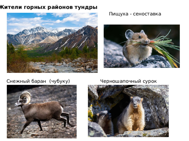Жители горных районов тундры Пищуха - сеноставка Снежный баран (чубуку) Черношапочный сурок 