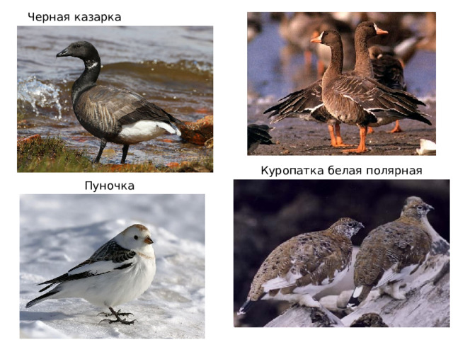 Черная казарка Куропатка белая полярная Пуночка 