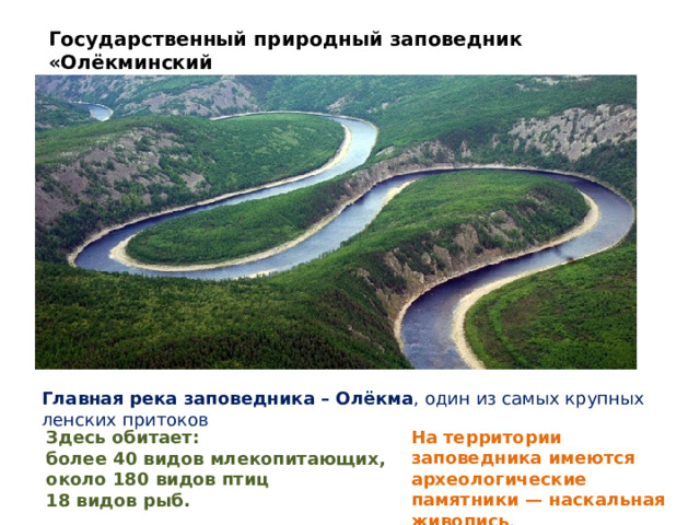Государственный природный заповедник «Олёкминский Главная река заповедника – Олёкма , один из самых крупных ленских притоков На территории заповедника имеются археологические памятники — наскальная живопись . Здесь обитает: более 40 видов млекопитающих, около 180 видов птиц 18 видов рыб. 