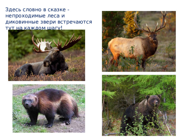 Здесь словно в сказке - непроходимые леса и диковинные звери встречаются тут на каждом шагу! 