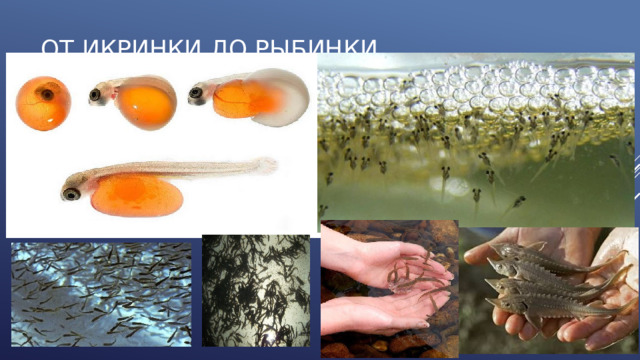 От икринки до рыбинки 