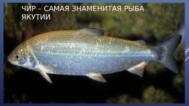 ЧИР – САМАЯ ЗНАМЕНИТАЯ РЫБА ЯКУТИИ . 