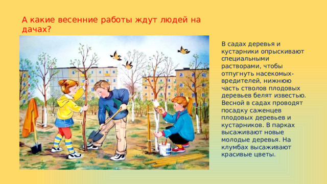 А какие весенние работы ждут людей на дачах? В садах деревья и кустарники опрыскивают специальными растворами, чтобы отпугнуть насекомых-вредителей, нижнюю часть стволов плодовых деревьев белят известью. Весной в садах проводят посадку саженцев плодовых деревьев и кустарников. В парках высаживают новые молодые деревья. На клумбах высаживают красивые цветы. 