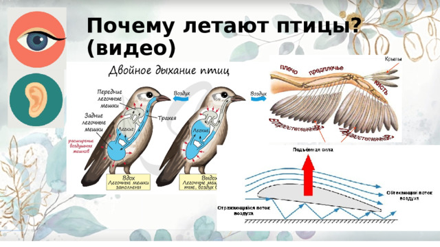 Почему летают птицы?(видео) 