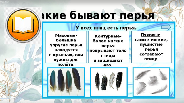 Какие бывают перья 