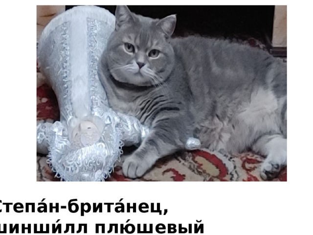 Степа́н-брита́нец, шинши́лл плю́шевый 