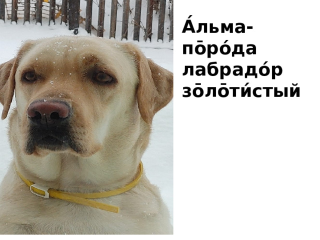 А́льма- по̄ро́да лабрадо́р зо̄ло̄ти́стый 