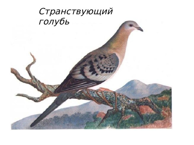 Странствующий голубь 