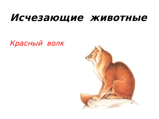 Исчезающие животные  Красный волк 