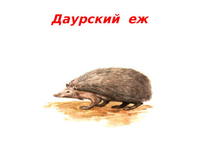 Даурский еж 