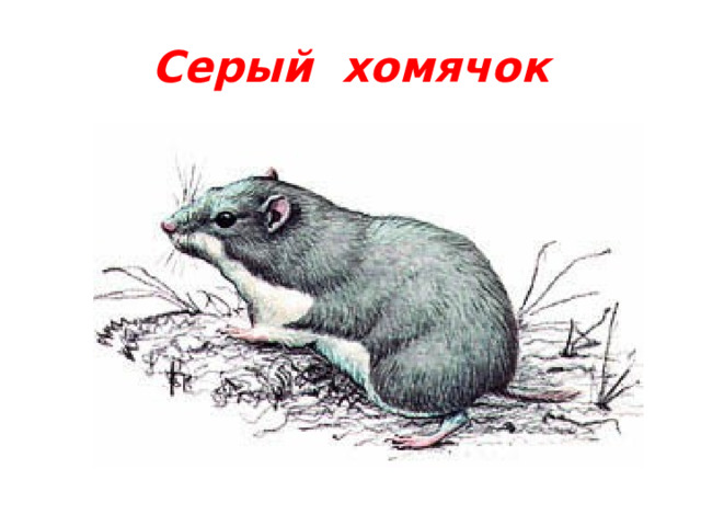 Серый хомячок 