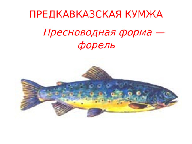 ПРЕДКАВКАЗСКАЯ КУМЖА     Пресноводная форма — форель 