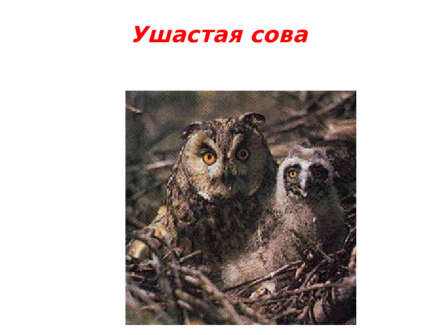 Ушастая сова   