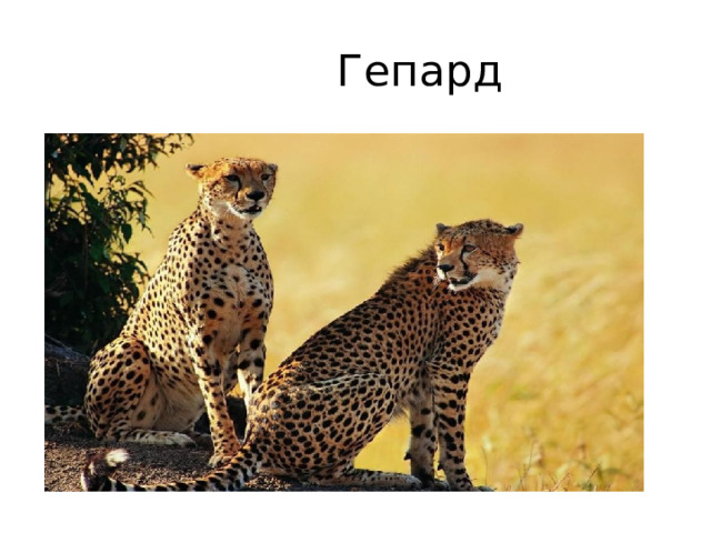  Гепард 