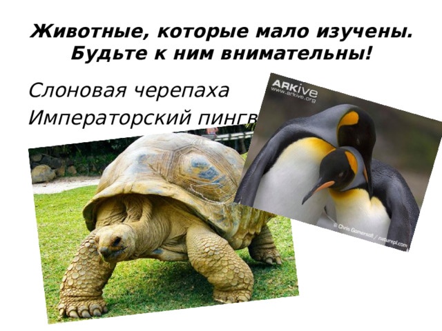 Животные, которые мало изучены. Будьте к ним внимательны! Слоновая черепаха Императорский пингвин  