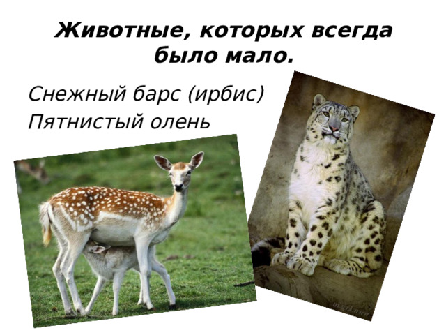 Животные, которых всегда было мало. Снежный барс (ирбис) Пятнистый олень 