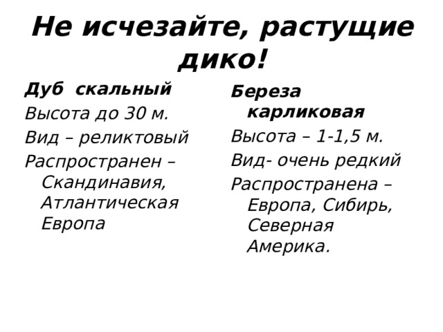 Не исчезайте, растущие дико! Дуб скальный Высота до 30 м. Вид – реликтовый Распространен – Скандинавия, Атлантическая Европа Береза карликовая Высота – 1-1,5 м. Вид- очень редкий Распространена –Европа, Сибирь, Северная Америка. 