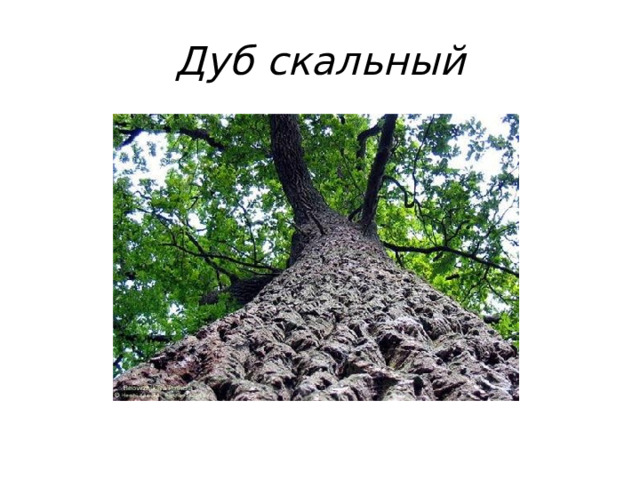Дуб скальный 