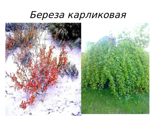 Береза карликовая 