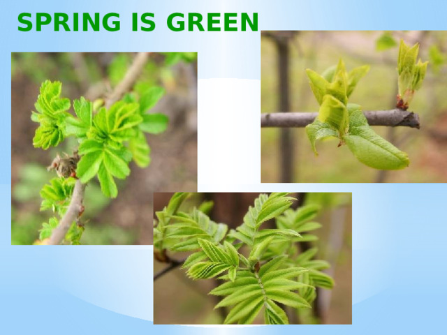 SPRING IS GREEN 