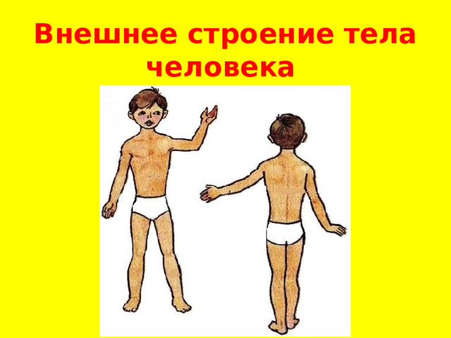 Внешнее строение тела человека 