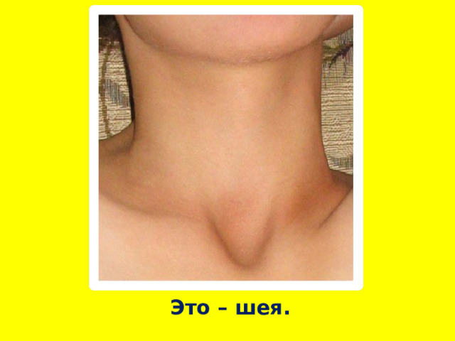 Это – шея. 