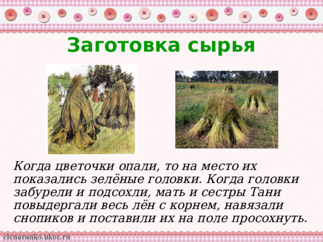 Заготовка сырья Когда цветочки опали, то на место их показались зелёные головки. Когда головки забурели и подсохли, мать и сестры Тани повыдергали весь лён с корнем, навязали снопиков и поставили их на поле просохнуть. 