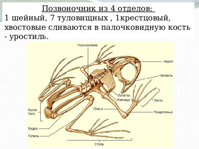 Позвоночник из 4 отделов: 1 шейный, 7 туловищных , 1крестцовый, хвостовые сливаются в палочковидную кость - уростиль. 