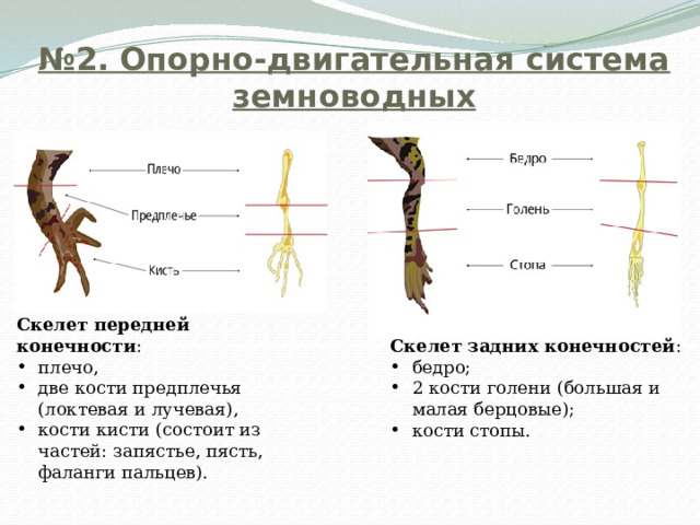 № 2. Опорно-двигательная система земноводных Скелет передней конечности : плечо, две кости предплечья (локтевая и лучевая), кости кисти (состоит из частей: запястье, пясть, фаланги пальцев). Скелет задних конечностей : бедро; 2 кости голени (большая и малая берцовые); кости стопы. 