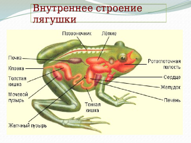 Внутреннее строение лягушки 
